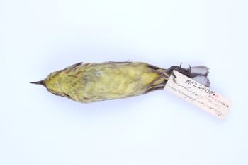 Media type: image;   Ornithology 294386 Description: Dendroica palmarum;  Aspect: ventral